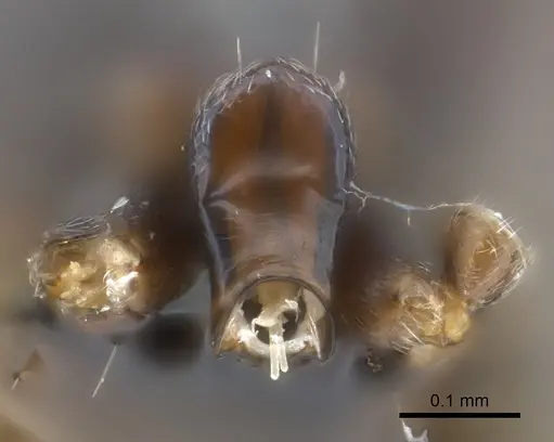 Iridomyrmex anceps specimen CASENT0177568 image casent0177568_2