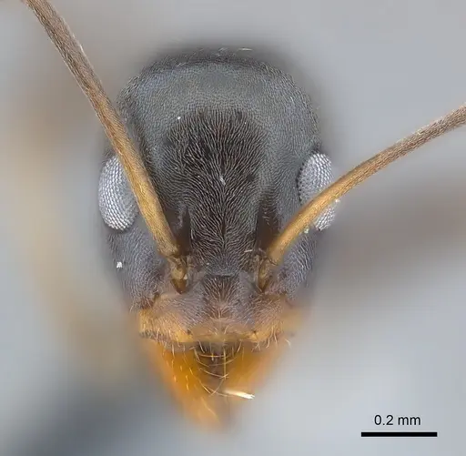 Iridomyrmex anceps specimen CASENT0177568 image casent0177568_3