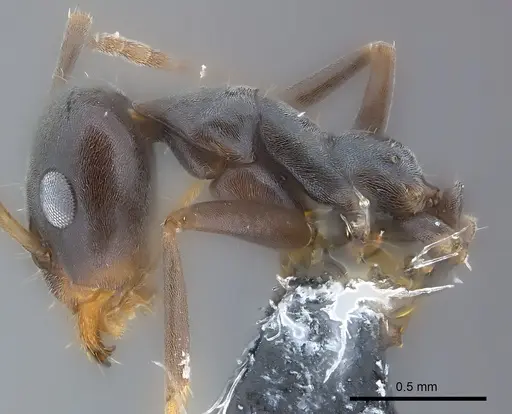 Iridomyrmex anceps specimen CASENT0177568 image casent0177568_4