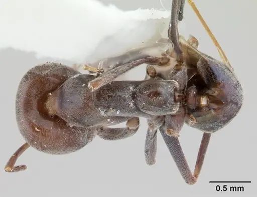 Iridomyrmex anceps specimen CASENT0178384 image casent0178384_1