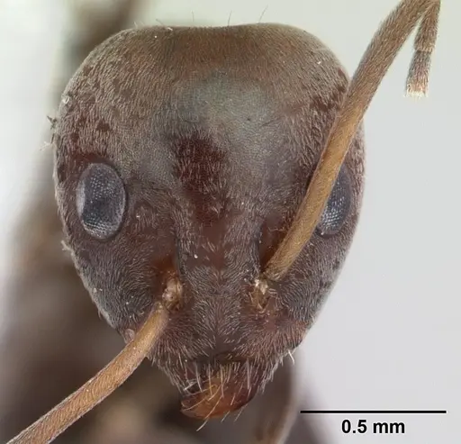 Iridomyrmex anceps specimen CASENT0178384 image casent0178384_2