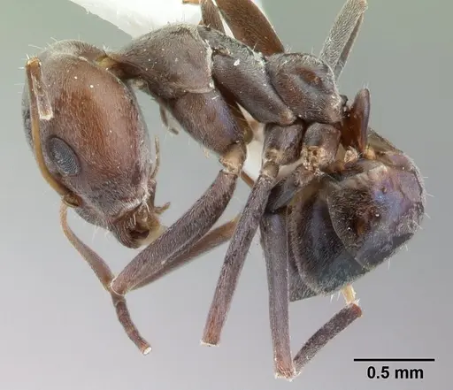Iridomyrmex anceps specimen CASENT0178384 image casent0178384_3