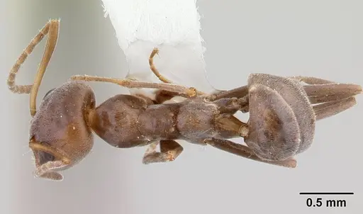 Iridomyrmex anceps specimen CASENT0178385 image casent0178385_1