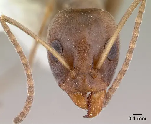 Iridomyrmex anceps specimen CASENT0178385 image casent0178385_2