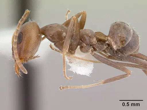 Iridomyrmex anceps specimen CASENT0178385 image casent0178385_3