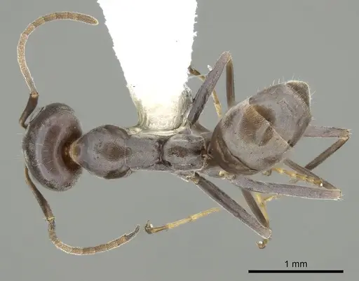 Iridomyrmex anceps specimen CASENT0249704 image casent0249704_1