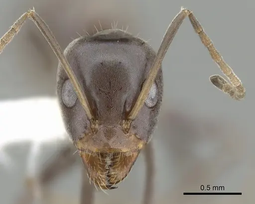 Iridomyrmex anceps specimen CASENT0249704 image casent0249704_2