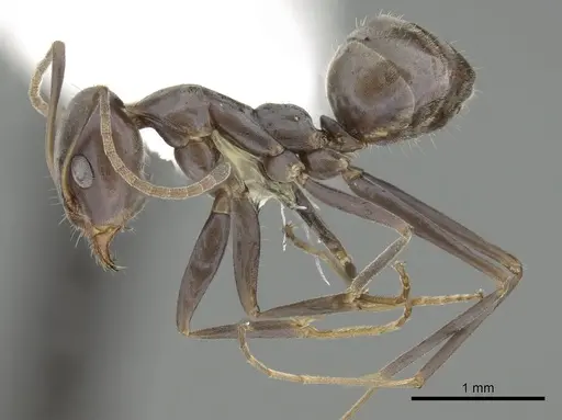 Iridomyrmex anceps specimen CASENT0249704 image casent0249704_3