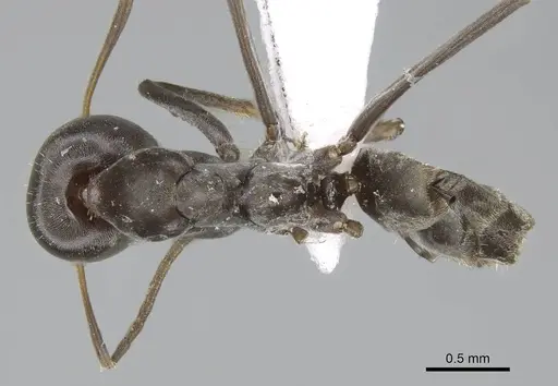 Iridomyrmex anceps specimen CASENT0740777 image casent0740777_1