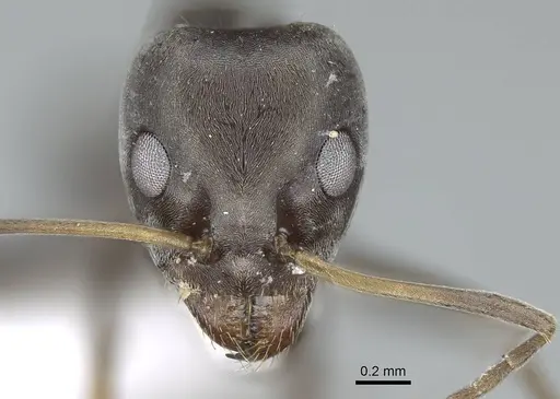 Iridomyrmex anceps specimen CASENT0740777 image casent0740777_2