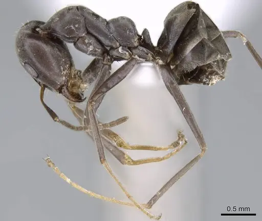 Iridomyrmex anceps specimen CASENT0740777 image casent0740777_3