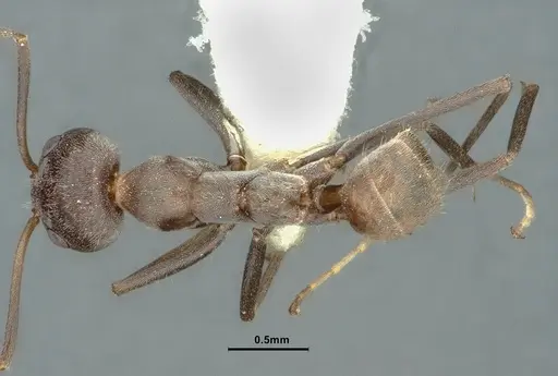 Iridomyrmex anceps specimen CASENT0886057 image casent0886057_1