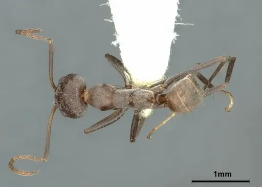 Iridomyrmex anceps specimen CASENT0886057 image casent0886057_2