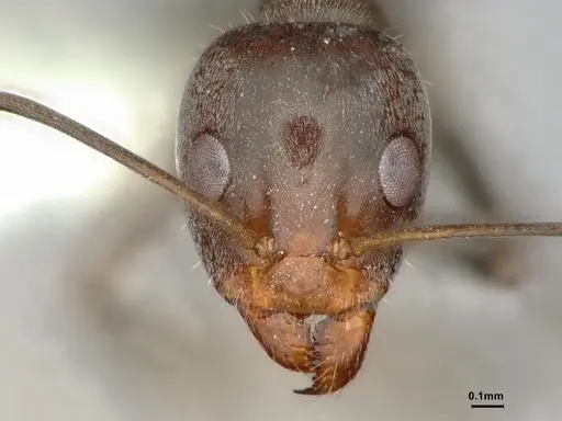 Iridomyrmex anceps specimen CASENT0886057 image casent0886057_3
