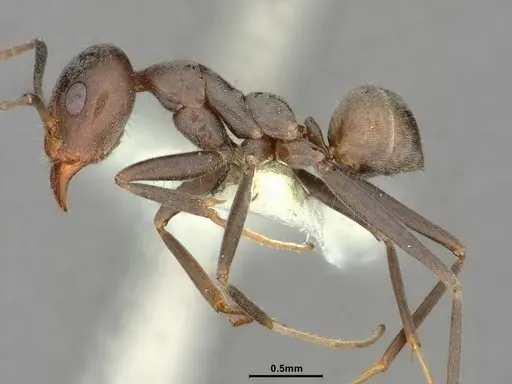 Iridomyrmex anceps specimen CASENT0886057 image casent0886057_4