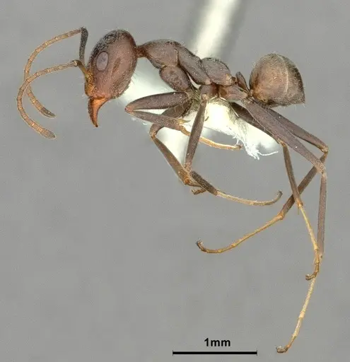 Iridomyrmex anceps specimen CASENT0886057 image casent0886057_5