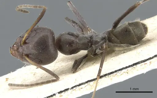 Iridomyrmex anceps specimen CASENT0905045 image casent0905045_1