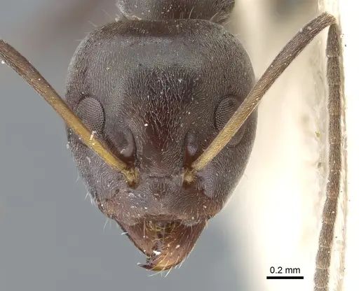 Iridomyrmex anceps specimen CASENT0905045 image casent0905045_2