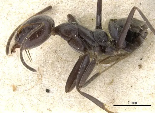 Iridomyrmex anceps specimen CASENT0905045 image casent0905045_3