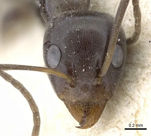 Iridomyrmex anceps specimen CASENT0905047 image casent0905047_2