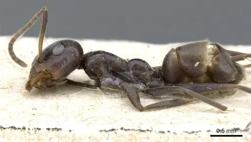 Iridomyrmex anceps specimen CASENT0905047 image casent0905047_3