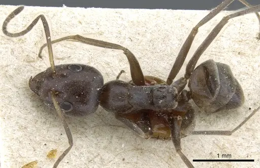 Iridomyrmex anceps specimen CASENT0905055 image casent0905055_1