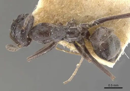 Iridomyrmex anceps specimen CASENT0909500 image casent0909500_1