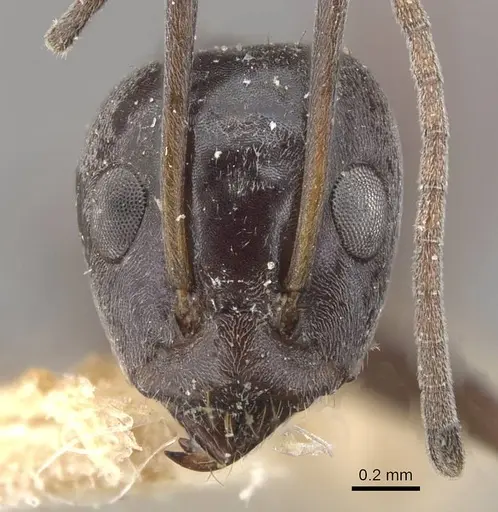 Iridomyrmex anceps specimen CASENT0909500 image casent0909500_2