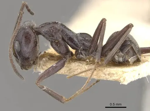 Iridomyrmex anceps specimen CASENT0909500 image casent0909500_3