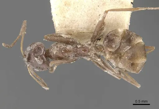 Iridomyrmex anceps specimen CASENT0909501 image casent0909501_1