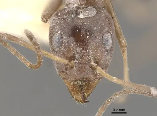Iridomyrmex anceps specimen CASENT0909501 image casent0909501_2