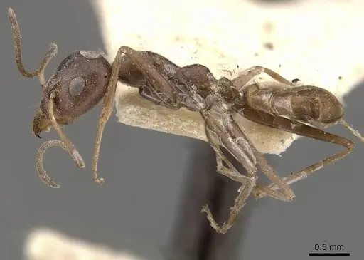 Iridomyrmex anceps specimen CASENT0909501 image casent0909501_3