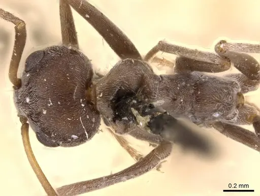 Iridomyrmex anceps specimen CASENT0909507 image casent0909507_1