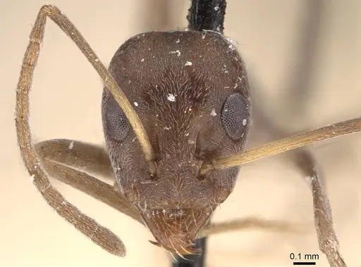 Iridomyrmex anceps specimen CASENT0909507 image casent0909507_2