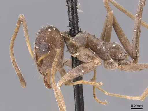 Iridomyrmex anceps specimen CASENT0909507 image casent0909507_3