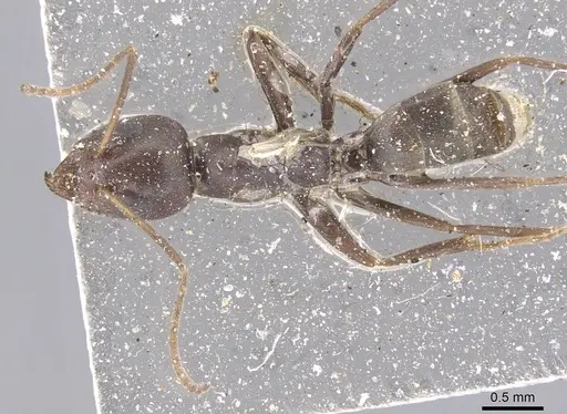 Iridomyrmex anceps specimen CASENT0915581 image casent0915581_1