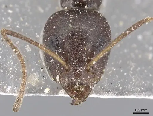 Iridomyrmex anceps specimen CASENT0915581 image casent0915581_2
