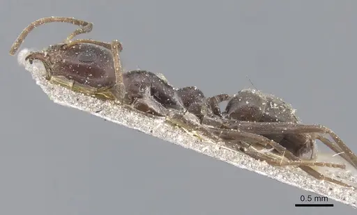 Iridomyrmex anceps specimen CASENT0915581 image casent0915581_3