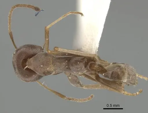 Iridomyrmex anceps specimen CASENT0919857 image casent0919857_1