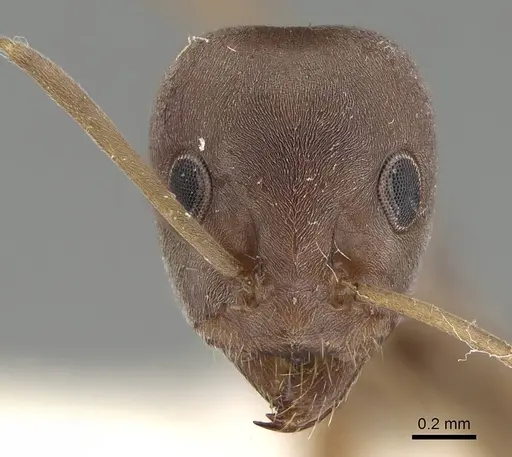 Iridomyrmex anceps specimen CASENT0919857 image casent0919857_2