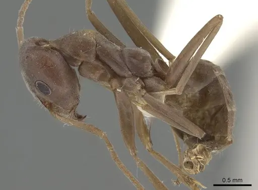 Iridomyrmex anceps specimen CASENT0919857 image casent0919857_3