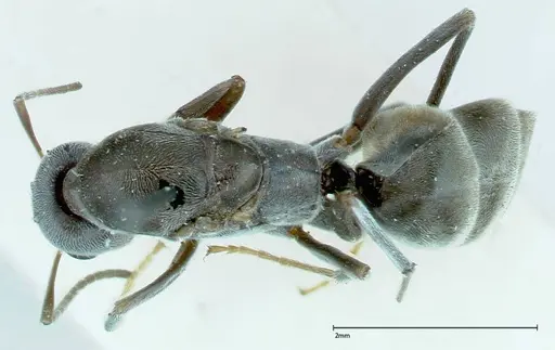 Iridomyrmex anceps specimen FOCOL0171 image focol0171_1