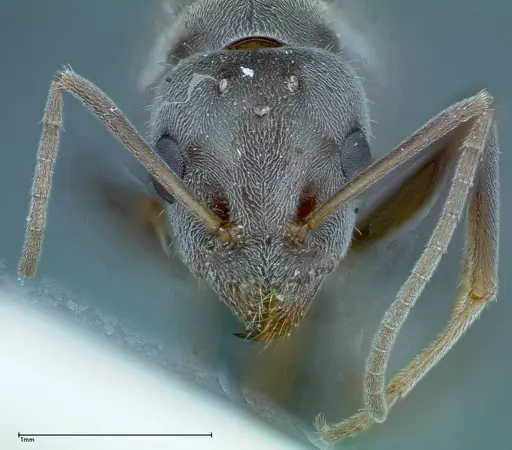 Iridomyrmex anceps specimen FOCOL0171 image focol0171_2