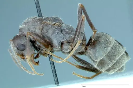 Iridomyrmex anceps specimen FOCOL0171 image focol0171_3