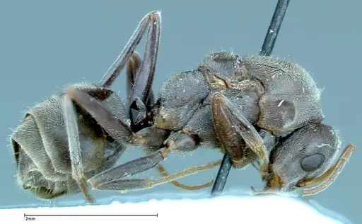 Iridomyrmex anceps specimen FOCOL0171 image focol0171_4
