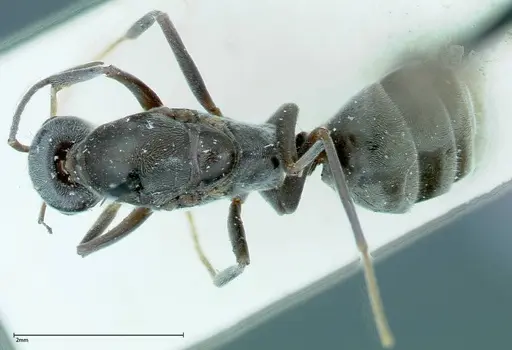 Iridomyrmex anceps specimen FOCOL0172 image focol0172_1