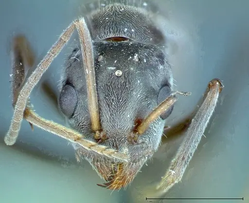 Iridomyrmex anceps specimen FOCOL0172 image focol0172_2