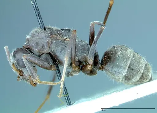 Iridomyrmex anceps specimen FOCOL0172 image focol0172_3