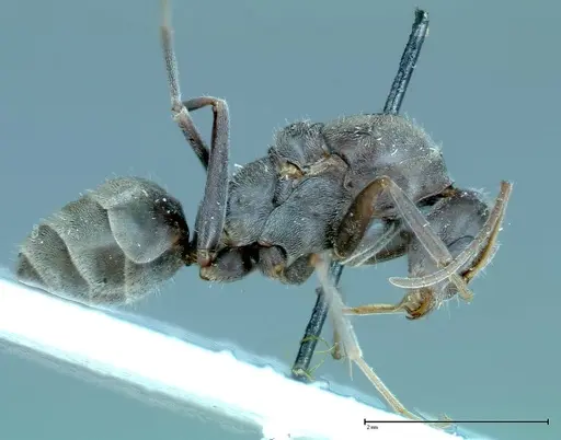 Iridomyrmex anceps specimen FOCOL0172 image focol0172_4