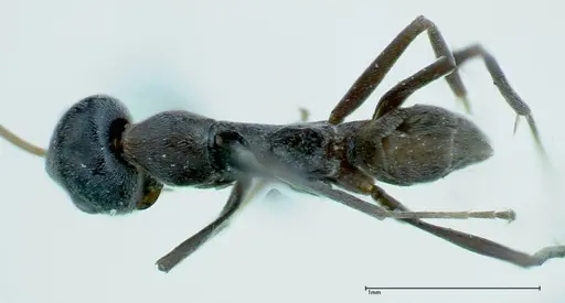 Iridomyrmex anceps specimen FOCOL0176 image focol0176_1